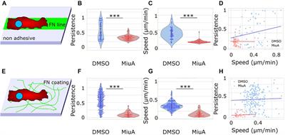 Actin stabilization in cell migration